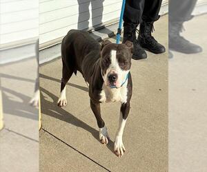 Mutt Dogs for adoption in Louisville, KY, USA