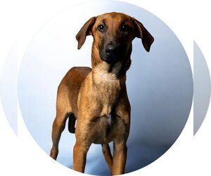 Doberman Pinscher-Unknown Mix Dogs for adoption in Rowlett, TX, USA