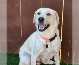 Labrador Retriever-Unknown Mix Dogs for adoption in San Diego, CA, USA