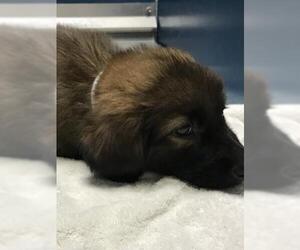 Labrador Retriever-Unknown Mix Dogs for adoption in Conroe, TX, USA