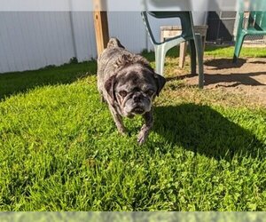 Pug Dogs for adoption in Belleville, MI, USA