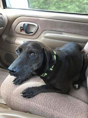 Italian Greyhound-Labrador Retriever Mix Dogs for adoption in DeLand, FL, USA