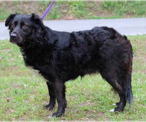 Colonial Cocker Spaniel-Unknown Mix Dogs for adoption in Prattville, AL, USA