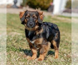 Dachshund Dogs for adoption in Cumming, GA, USA
