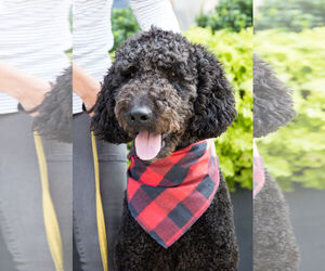 Poodle (Standard) Dogs for adoption in Seattle, WA, USA