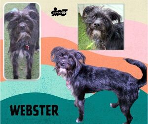 Mutt Dogs for adoption in Lindsay, CA, USA