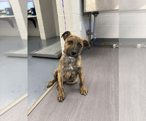 Labrador Retriever-Unknown Mix Dogs for adoption in Evansville, IN, USA