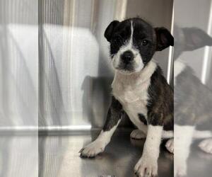 Mutt Dogs for adoption in Grand Prairie, TX, USA