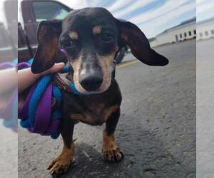 Dachshund Dogs for adoption in Pendleton, NY, USA