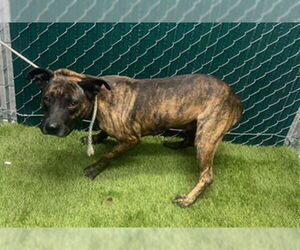 American Pit Bull Terrier Dogs for adoption in Downey, CA, USA