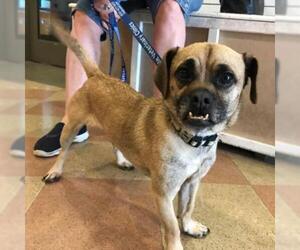 Pug Dogs for adoption in Pleasant Hill, CA, USA
