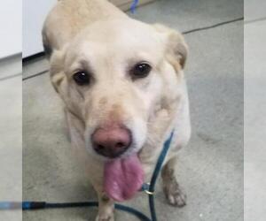 Golden Retriever Dogs for adoption in St Louis, MO, USA