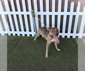 Mutt Dogs for adoption in Modesto, CA, USA