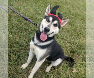 Siberian Husky-Unknown Mix Dogs for adoption in Richmond, IN, USA