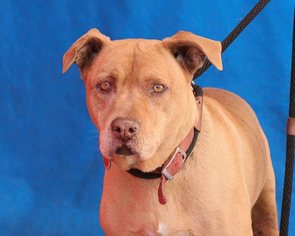 Labrador Retriever-Unknown Mix Dogs for adoption in Pasadena, CA, USA