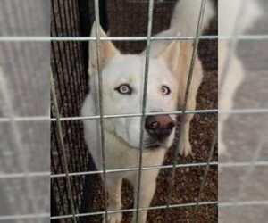 Siberian Husky Dogs for adoption in Foristell, MO, USA