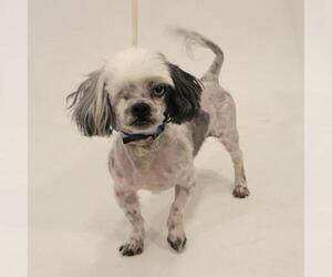 Shih Tzu Dogs for adoption in Show Low, AZ, USA