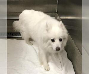 American Eskimo Dog Dogs for adoption in Fort Lauderdale, FL, USA