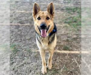 German Shepherd Dog Dogs for adoption in Riverside, CA, USA