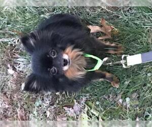 Pomeranian Dogs for adoption in Parker Ford, PA, USA