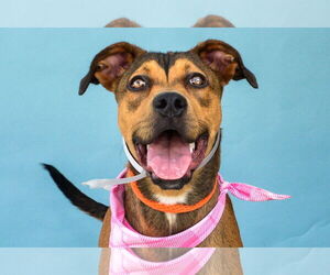 German Shepherd Dog Dogs for adoption in Pasadena, CA, USA