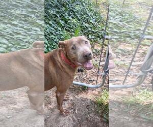 Labrador Retriever-Unknown Mix Dogs for adoption in Doylestown, PA, USA