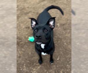 American Pit Bull Terrier Dogs for adoption in Bakersfield, CA, USA