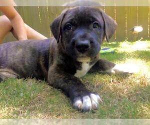 Mastador Dogs for adoption in Munford, TN, USA