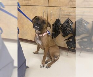 Boxer Dogs for adoption in Center Township, PA, USA
