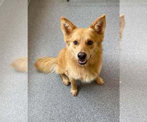 German Shepherd Dog-Huskies Mix Dogs for adoption in Low Moor, VA, USA