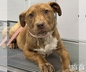 Labrador Retriever-Unknown Mix Dogs for adoption in Washington, DC, USA