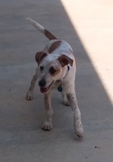 Jack Russell Terrier-Unknown Mix Dogs for adoption in Rome, GA, USA