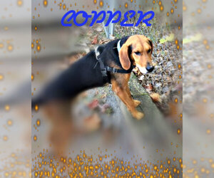 Medium Photo #1 Treeing Walker Coonhound-Unknown Mix Puppy For Sale in Berkeley Springs, WV, USA