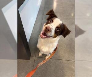 Australian Shepherd Dogs for adoption in San Martin, CA, USA