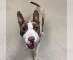 Boston Terrier-Unknown Mix Dogs for adoption in Aurora, CO, USA