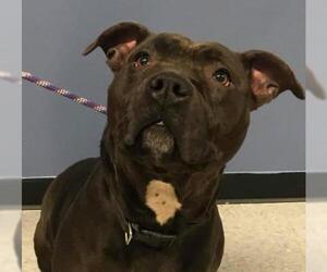 American Staffordshire Terrier-Unknown Mix Dogs for adoption in Niagara Falls, NY, USA