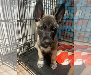 German Shepherd Dog Dogs for adoption in Seattle, WA, USA