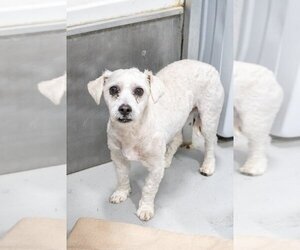Poodle (Miniature) Dogs for adoption in Studio City, CA, USA
