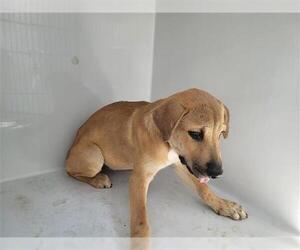 Labrador Retriever Dogs for adoption in Houston, TX, USA