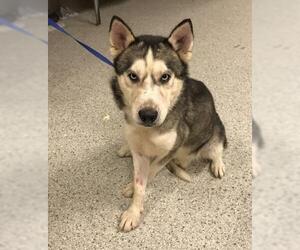 - Mix Dogs for adoption in Conroe, TX, USA