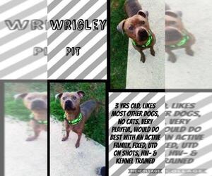 American Pit Bull Terrier Dogs for adoption in Franklinton, LA, USA