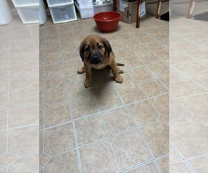 English Setter-Pointer Mix Dogs for adoption in Brooksville, FL, USA