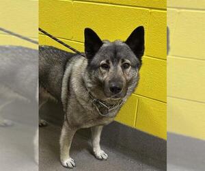Norwegian Elkhound Dogs for adoption in Forestville, MD, USA