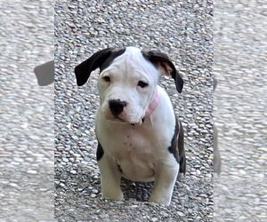 American Staffordshire Terrier Dogs for adoption in San Diego, CA, USA