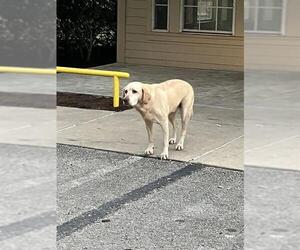 Labrador Retriever-Unknown Mix Dogs for adoption in Conroe, TX, USA