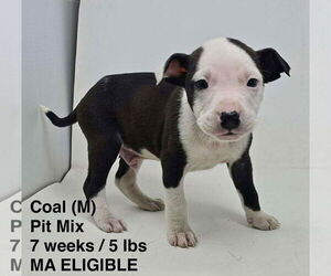 Mutt Dogs for adoption in pomfret, CT, USA