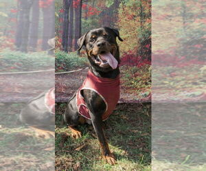 Rottweiler Dogs for adoption in Mooresville, NC, USA