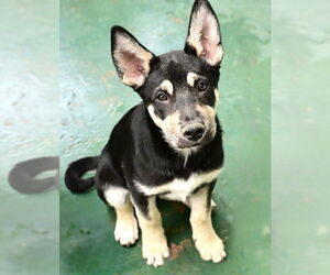 Mutt Dogs for adoption in Dana Point, CA, USA