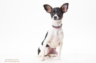 Rat-Cha Dogs for adoption in Santa Cruz, CA, USA