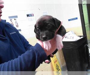 American Pit Bull Terrier-Unknown Mix Dogs for adoption in Tulsa, OK, USA